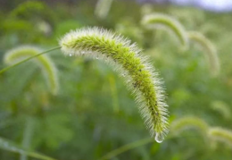 狗尾巴草的功效(狗尾草其实是个宝，狗尾草的6大功效)