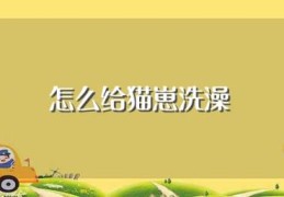 怎么给猫崽洗澡(给猫崽洗澡方法)