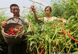 种辣椒什么时间种比较好(辣椒的种植时间和方法分享)