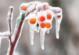 冻雨是啥天气(冻雨和雨夹雪有什么区别)