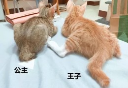 公猫母猫哪个好养活(公猫母猫哪个好养)