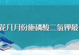 兰花几月份施磷酸二氢钾最佳(兰花几月份施磷酸二氢钾最好)