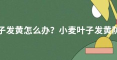 小麦叶子发黄怎么办？小麦叶子发黄防治技巧