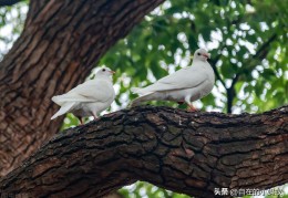 下蛋前准备这些事项(幼鸽子几个月下蛋)