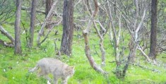 四川达古冰川首次发现荒漠猫