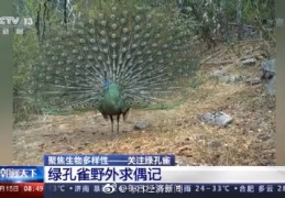 绿孔雀珍稀程度远超大熊猫(绿孔雀还有多少只)