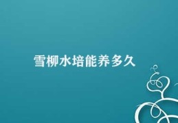 雪柳水培能养多久(雪柳水培长期栽培)