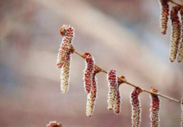 杨树花什么颜色