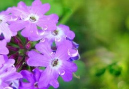 兰花开花吗(兰花开花的寓意和象征)