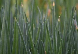 四季小香葱的种植方法(小香葱的种植方法)