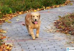 如何训练边境牧羊犬(边境牧羊犬适合老人养吗)