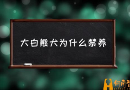 大白熊犬为什么禁养(大白熊犬适合在城市养么？)