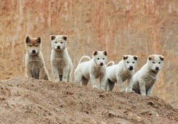 有什么护主人不要命的狗狗(盘点6种尽忠职守的护卫犬)