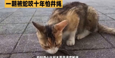 猫为什么不怕蛇(猫为什么不怕蛇还吃毒蛇)