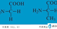 基本氨基酸的一些基本知识(特点与记忆方法)