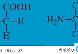 基本氨基酸的一些基本知识(特点与记忆方法)