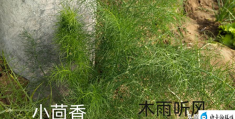 茴香种植方法与种植时间是怎样的(茴香种植时间和方法)