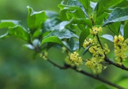 桂花树树什么科类(桂花树属于什么类植物)