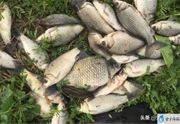 浅水钓鲫鱼怎么调漂(钓鲫鱼怎样调漂最好)