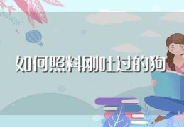 如何照料刚吐过的狗(照料刚吐过的狗方法)