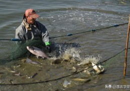 为何鲈鱼那么便宜(海鲈鱼为什么便宜)