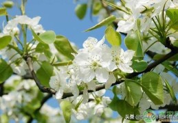 梨花是什么季节开的什么颜色(梨花是什么季节开的)