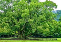 草坪草籽播种及养护(草坪草籽播种方法)