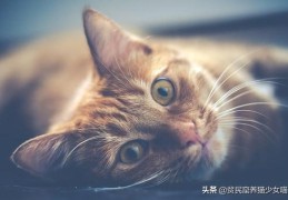 猫咪泪痕重是什么原因(猫咪流眼泪可能是以下6种原因)