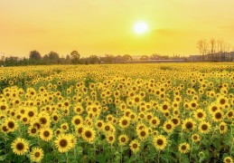 向日葵的花语是什么(向日的葵花语及适合的人)