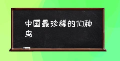 中国最珍稀的10种鸟(中国十大名鸟排名？)