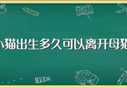 小猫出生多久可以离开母猫(小猫多久可以离开母猫)