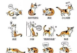 猫猫竖起尾巴是什么意思啊(猫咪身体动作代表的含义)