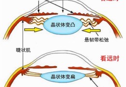 标准的眼保健操怎么做(教你一套正规的眼保健操教程)