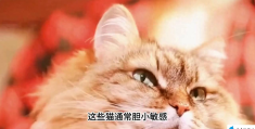 小猫咬人怎么办(跟小猫玩的时候小猫咬人怎么办)