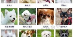 想养一只体型小的狗狗，有推荐吗？(好养的小型犬)