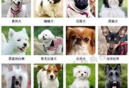 想养一只体型小的狗狗，有推荐吗？(好养的小型犬)