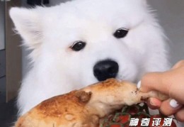 萨摩耶犬多少钱一只幼崽(最低1500元)