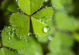 酢浆草现在休眠了(酢浆草是一年生还是多年生)