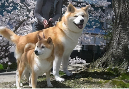 秋田犬和柴犬是一个品种吗(秋田犬和柴犬的区别)