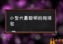 四眼狗智商排名多少？(小型犬最聪明的狗排名)