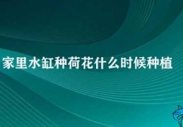 家里水缸种荷花什么时候种植(种植荷花的步骤)