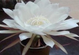 昙花什么时间开花(昙花什么时候开花)