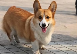 柯基犬价格大概多少钱一只(柯基犬多少钱一只)