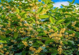 十月桂花香还是八月桂花香(8月桂花香还是10月桂花香)