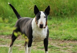 十大猛犬排行榜简介(世上最凶猛的十大恶犬)