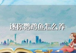 迷你鹦鹉鱼怎么养(迷你鹦鹉鱼养殖方法)