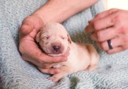 幼犬睁眼之前需要注意的事项(刚出生的小狗几天睁眼正常)