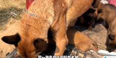 马犬和德牧谁更胜一筹(德牧和马犬哪个好)