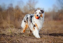 边境牧羊犬和澳洲牧羊犬的五大区别(澳牧和边牧的区别)