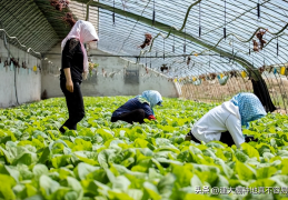 温棚造价多少钱一平方(蔬菜大棚造价多少钱一平方米)